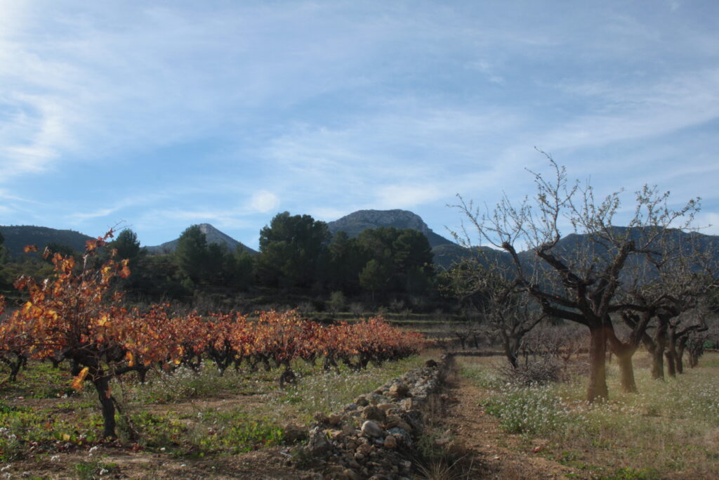 vineyard organic natural wine alicante cap de nit 